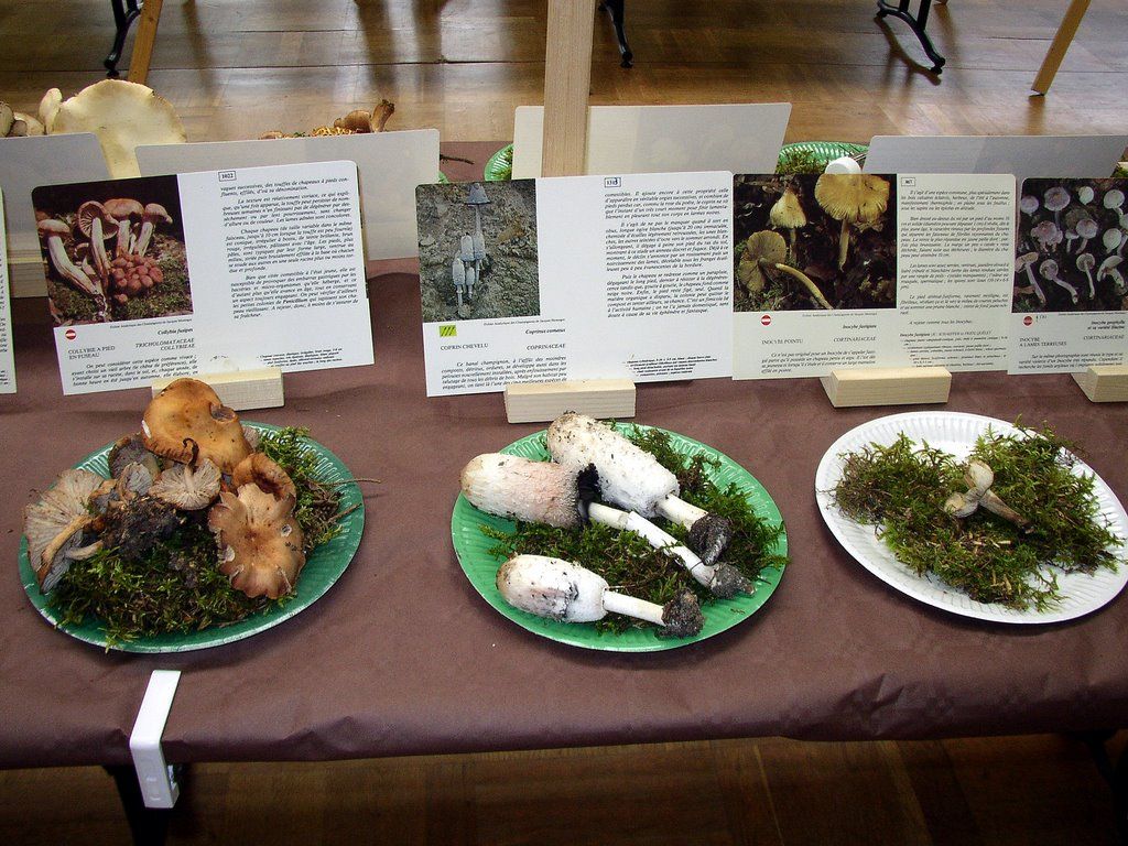 Expo champignons a Conde sur Vesgre 38